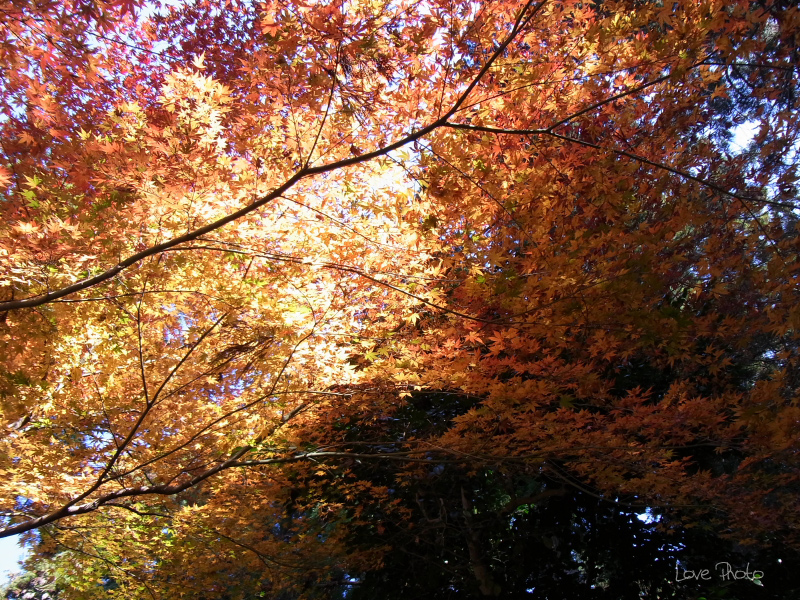 西明寺　(後）_a0116472_16531229.jpg