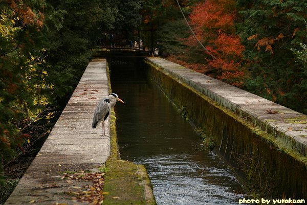 今年の京都の紅葉は、こんなでした~ 『南禅寺』 編・その1_d0030373_10531964.jpg