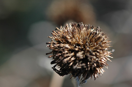 c0026690_1704697.jpg
