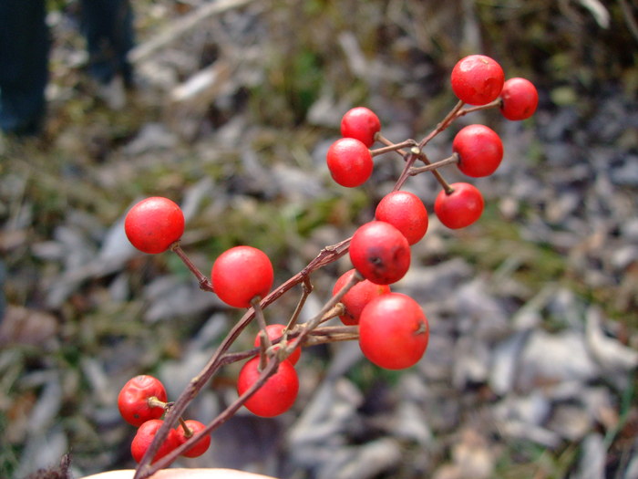 青葉の森12月観察会_f0100593_15143443.jpg