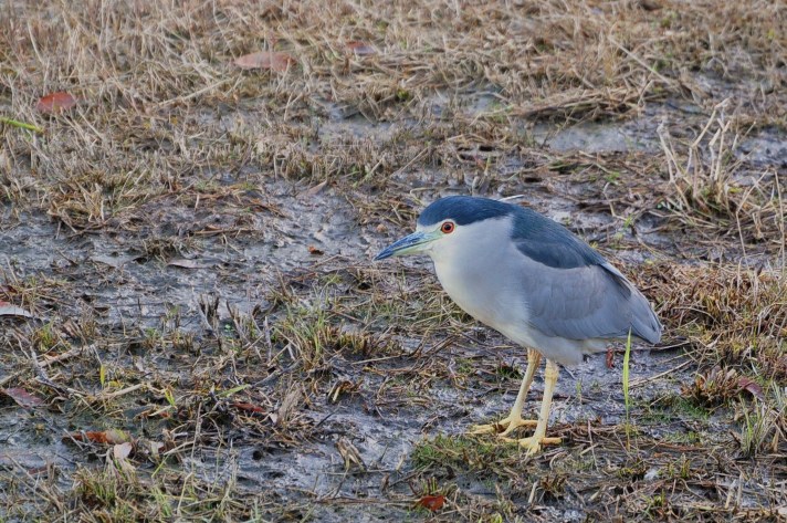 ちょこっと鳥さんたち・・・_a0146195_9442100.jpg