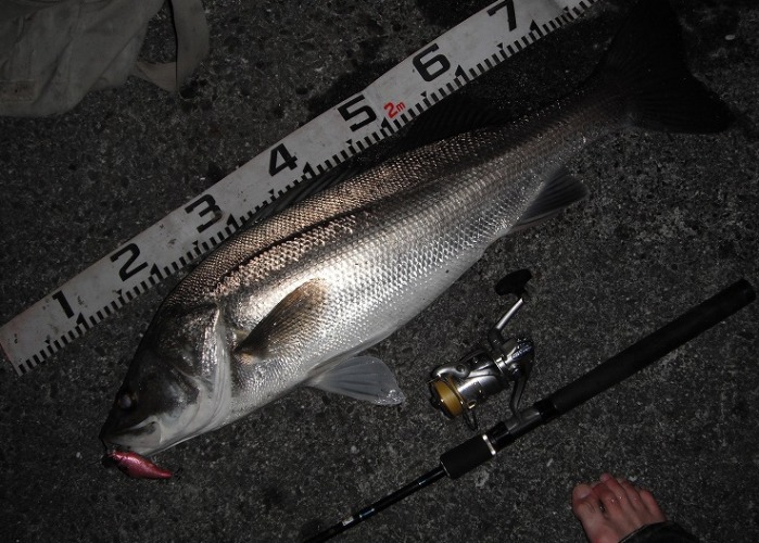 高知でランカーシーバス Nishine Lure Works 裏日記