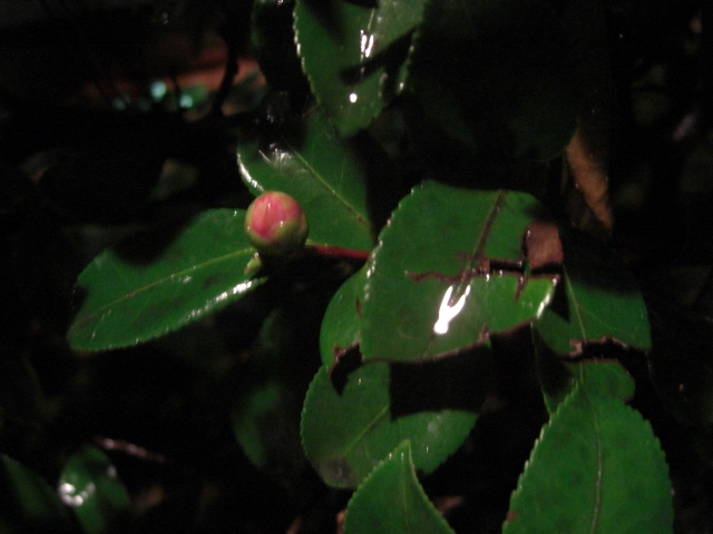 夜、雨の片町_f0226713_20161853.jpg