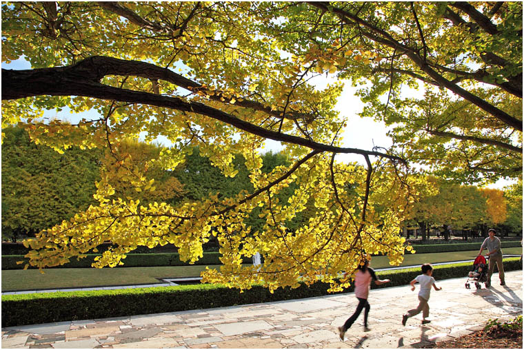 紅葉 2010 ～ 昭和記念公園_f0167219_0335679.jpg