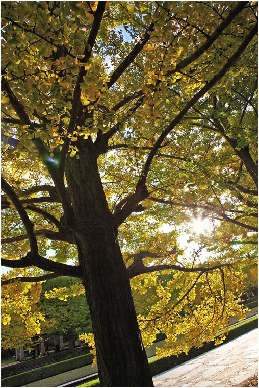 紅葉 2010 ～ 昭和記念公園_f0167219_034179.jpg