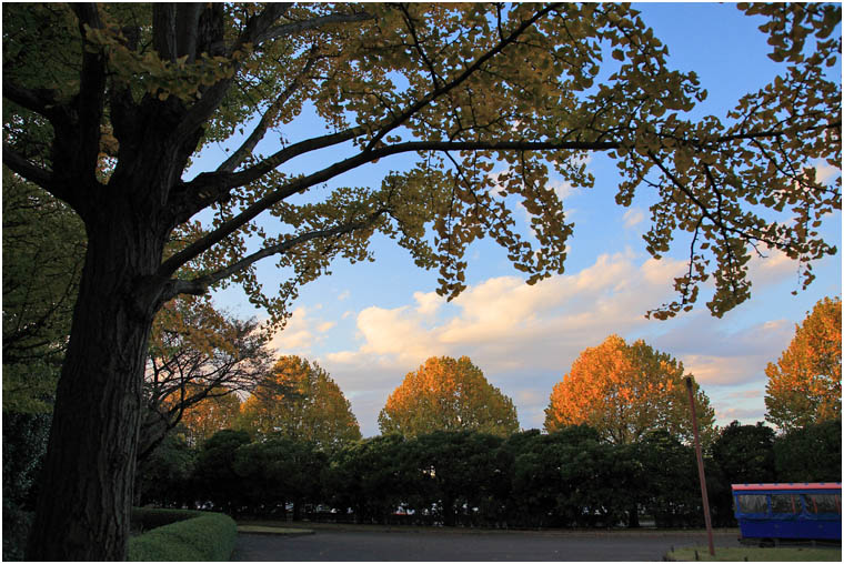 紅葉 2010 ～ 昭和記念公園_f0167219_036211.jpg