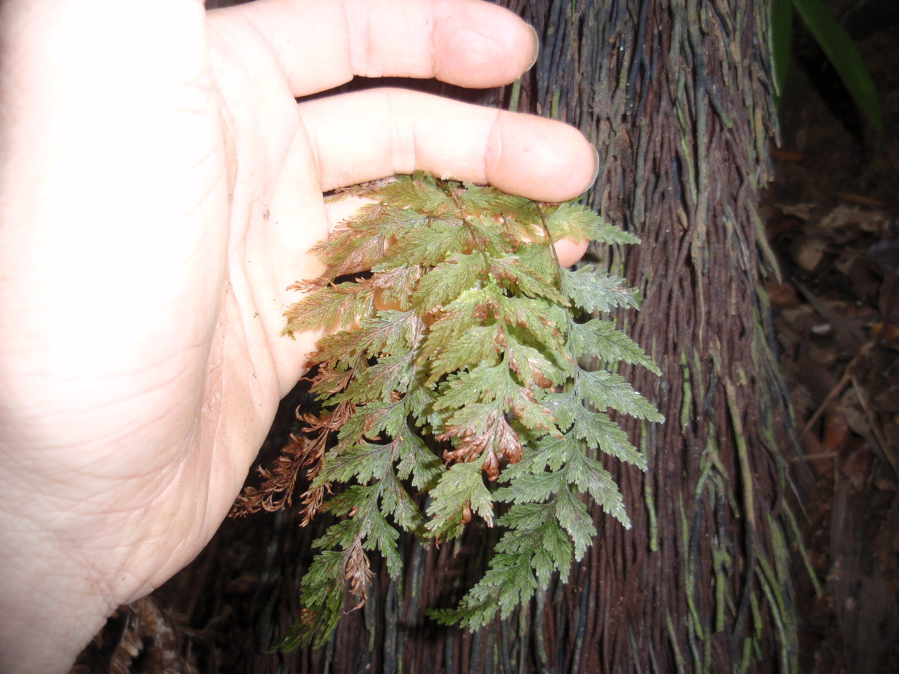 Abrodictyum flavofuscum (bwa) : コケシノブログ‐苔忍録‐