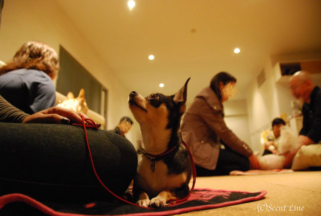 第4回「愛犬の為の整体教室」の模様 その2_c0099133_21133965.jpg