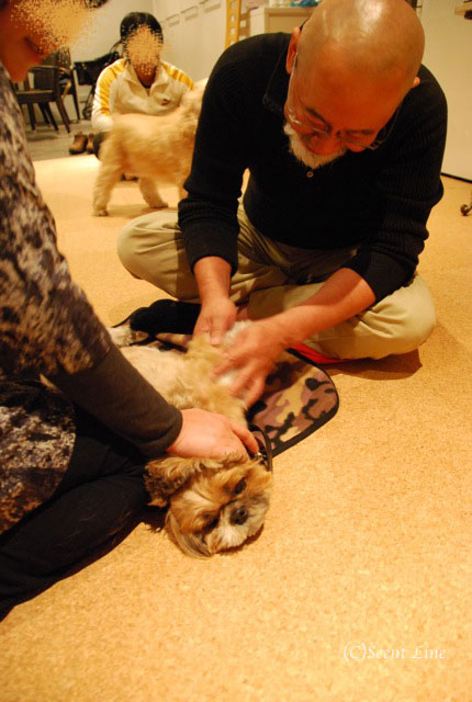 第4回「愛犬の為の整体教室」の模様 その2_c0099133_21143884.jpg
