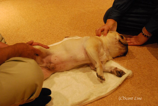 第4回「愛犬の為の整体教室」の模様 その2_c0099133_21152530.jpg