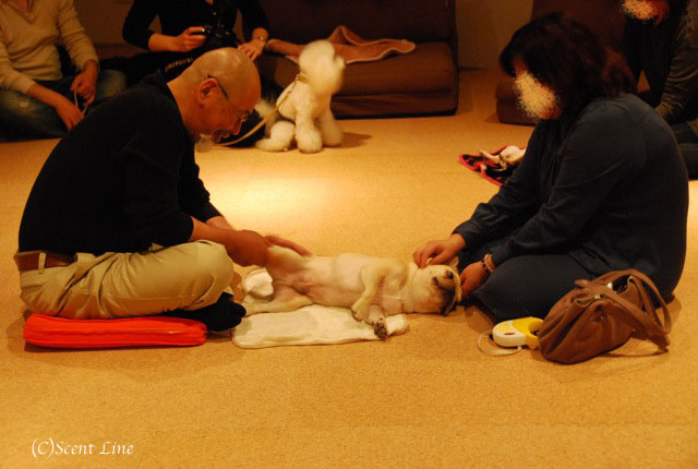 第4回「愛犬の為の整体教室」の模様 その2_c0099133_21154127.jpg