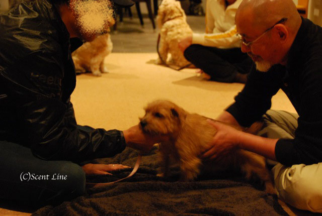 第4回「愛犬の為の整体教室」の模様 その2_c0099133_21165048.jpg