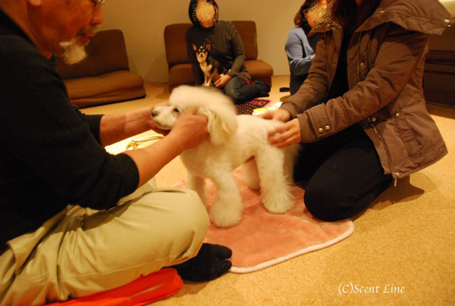 第4回「愛犬の為の整体教室」の模様 その2_c0099133_21182011.jpg