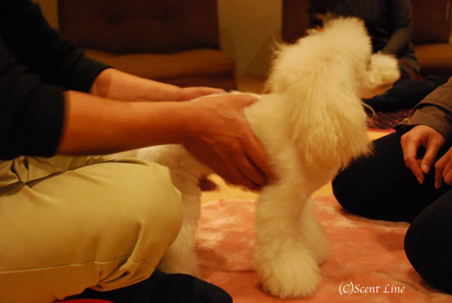 第4回「愛犬の為の整体教室」の模様 その2_c0099133_21183215.jpg