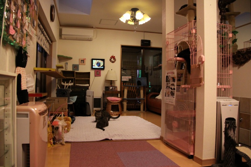 名古屋市御器所 猫カフェ なーごなーご 新 間違いだらけの猫カフェ選び