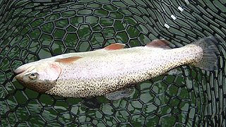 b0174137_13154126.jpg