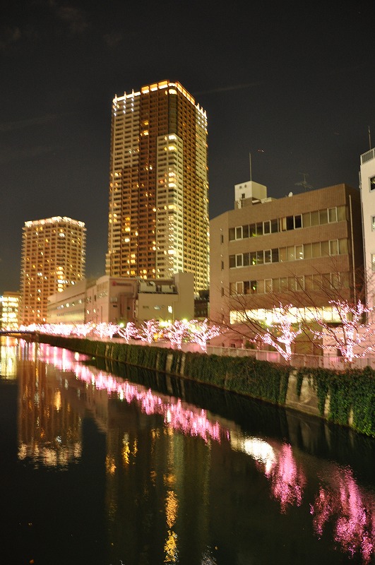 冬桜_a0142638_17535335.jpg