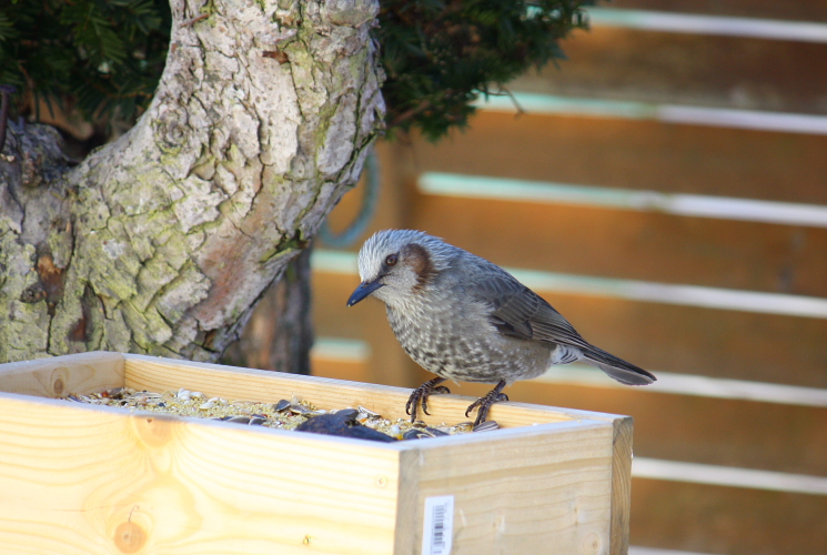 バードテーブルの鳥たち　１２月１３日_f0113639_14401414.jpg