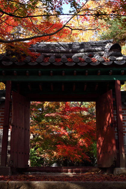 花博記念公園鶴見緑地の紅葉２０１０その Cafe Il Morino By Tadanobv Morino