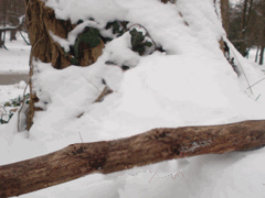 e0005548_22234247.gif