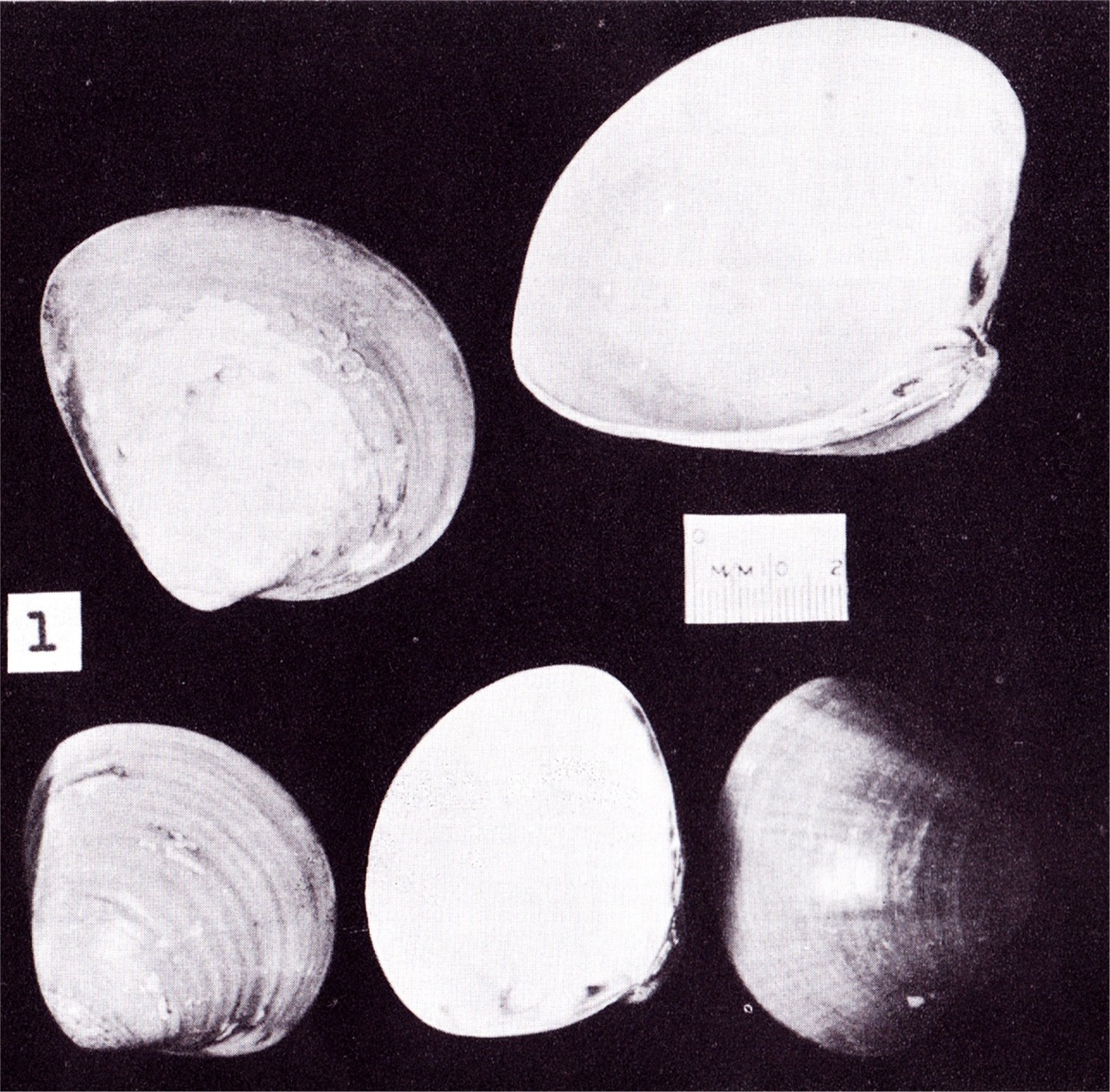 モザンビーク アフリカ のハマグリ類 Beachmollusc ひむかのハマグリ モザンビーク アフリカ のハマグリ類 Beachmollusc ひむかのハマグリ