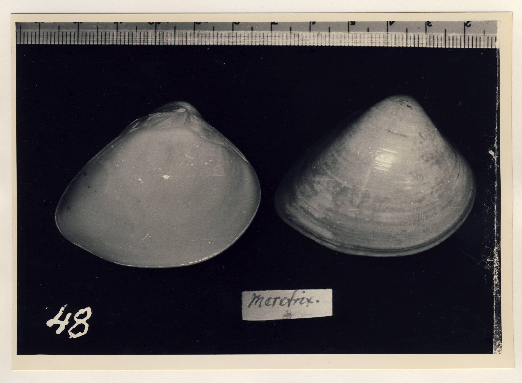 モザンビーク アフリカ のハマグリ類 Beachmollusc ひむかのハマグリ モザンビーク アフリカ のハマグリ類 Beachmollusc ひむかのハマグリ