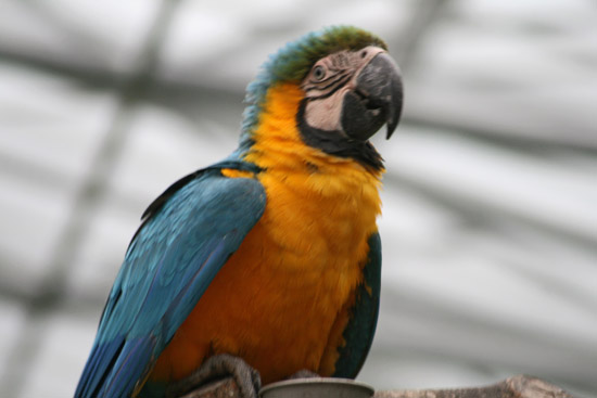 掛川花鳥園 ハルクインコンゴウインコ 浜名湖花図鑑 きっこの花メモリー