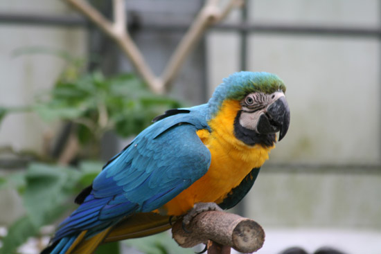 掛川花鳥園 ハルクインコンゴウインコ 浜名湖花図鑑 きっこの花メモリー 掛川花鳥園 ハルクインコンゴウインコ 浜名湖花図鑑 きっこの花メモリー