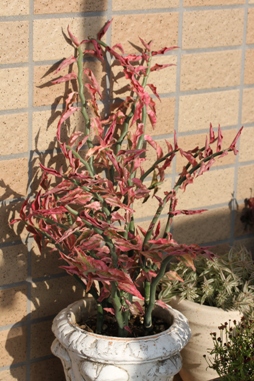 e0028650_2026030.jpg