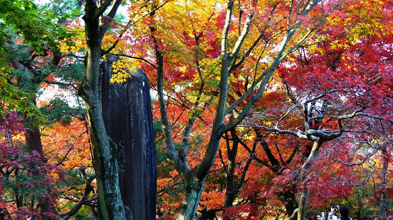 錦秋の都路２０１０ (東山 臨済宗東福寺派大本山 東福寺 通天橋の紅葉) (2010年12月14日)_c0119555_22131134.jpg