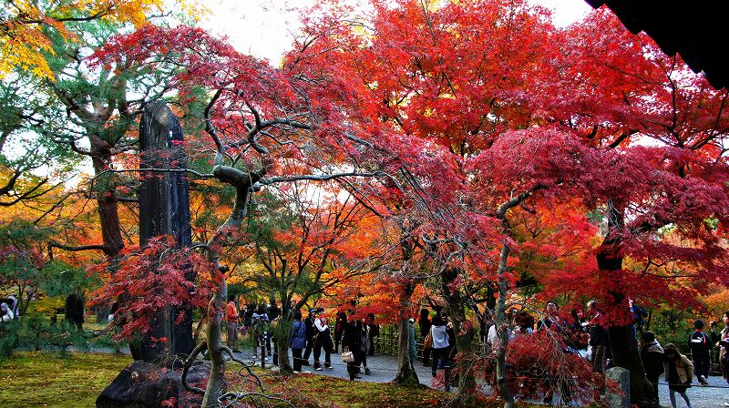 錦秋の都路２０１０ (東山 臨済宗東福寺派大本山 東福寺 通天橋の紅葉) (2010年12月14日)_c0119555_22132335.jpg