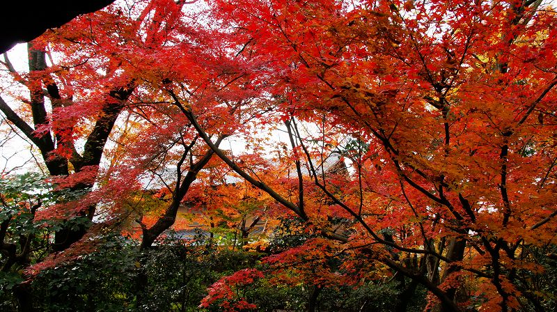 錦秋の都路２０１０ (東山 臨済宗東福寺派大本山 東福寺 通天橋の紅葉) (2010年12月14日)_c0119555_22155172.jpg