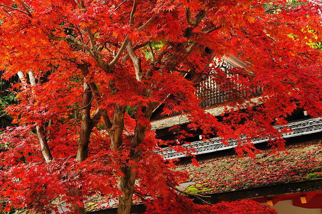 京都 上賀茂神社 ~紅葉~_f0222161_21163122.jpg