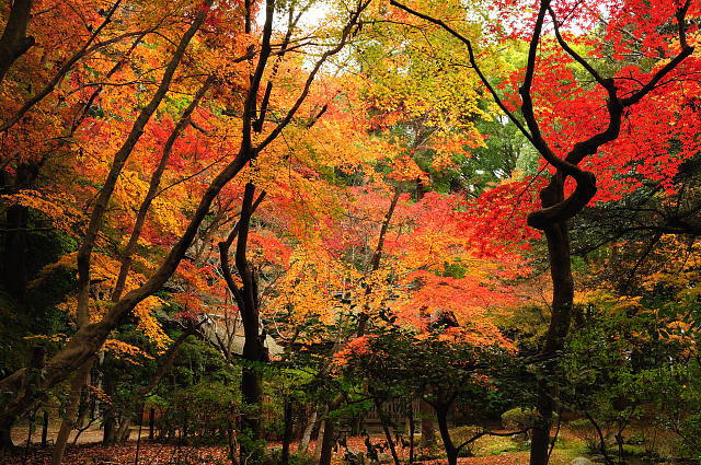 京都 上賀茂神社 ~紅葉~_f0222161_21165247.jpg