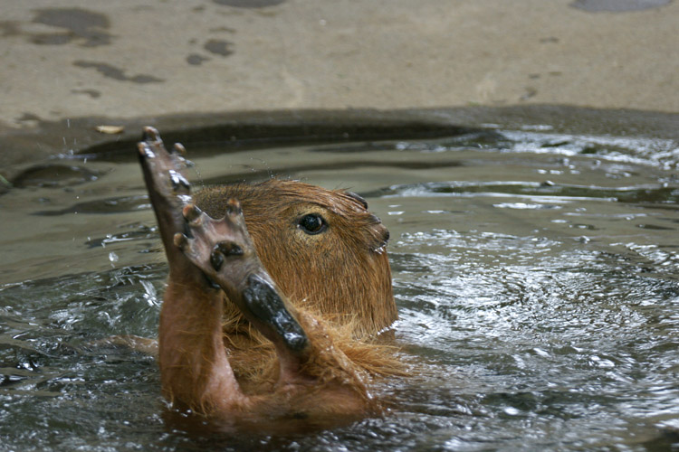 いきいき！　カピバラさん_b0190068_20231845.jpg