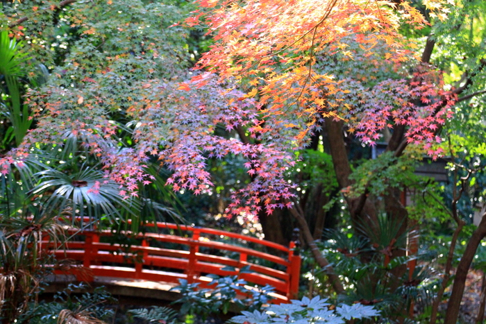 晩秋の等々力渓谷へ 最終章 もみじの里 空に近い週末 めっせーじ Vol 2