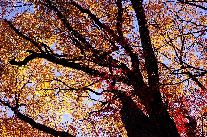 平林寺の紅葉（その２）_f0012488_2352340.jpg