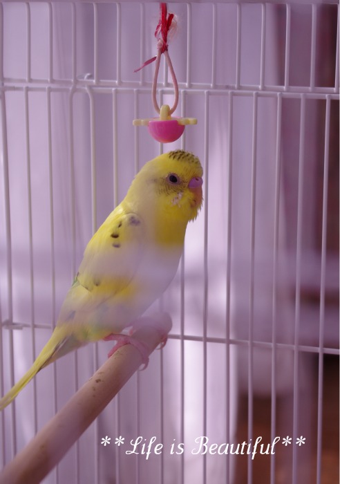 セキセイインコ**_c0156789_18442477.jpg