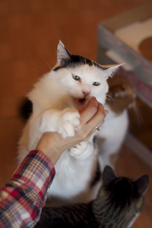 フクロウさんは猫だった。（中国語講座）_c0198389_23251971.jpg