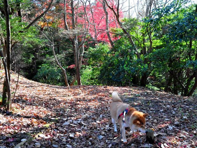 ちょっとお庭をお借りします!_a0126590_5103850.jpg