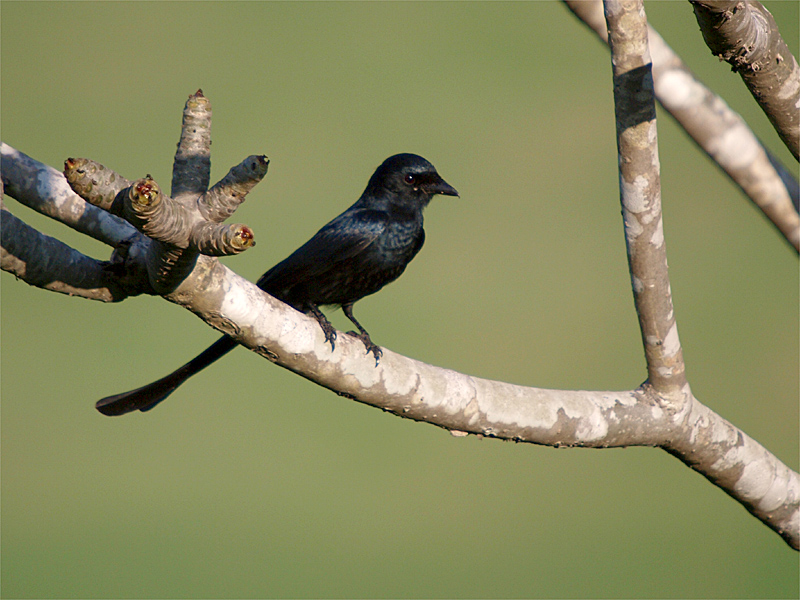 オウチュウ：Black Drongo in Thailand_e0156403_840332.jpg