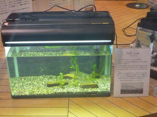 ハス 手賀沼親水広場ニュース