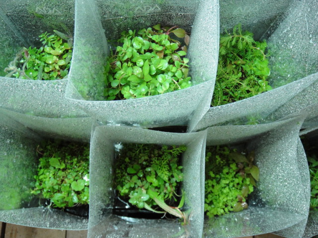 侘び草 有茎MIX_f0189122_1813599.jpg