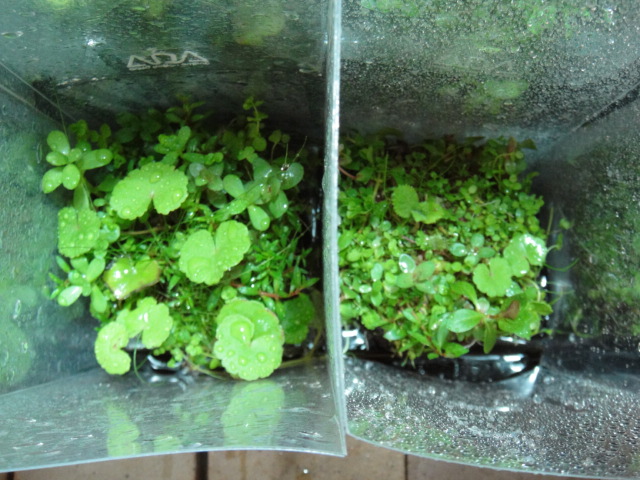 侘び草 有茎MIX_f0189122_18143257.jpg