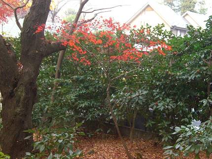 松戸・本土寺　de　紅葉_d0065324_14273197.jpg