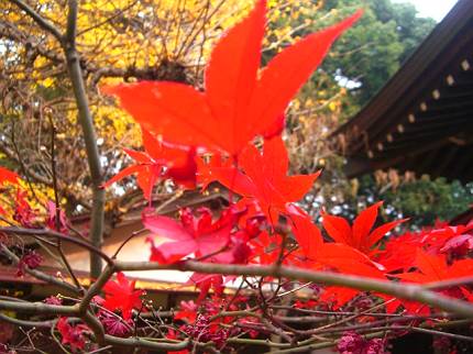 松戸・本土寺　de　紅葉_d0065324_14314110.jpg