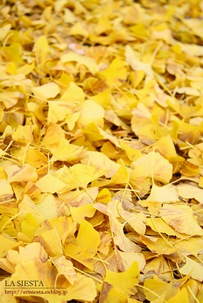 fallen leaves_e0182530_1442121.jpg