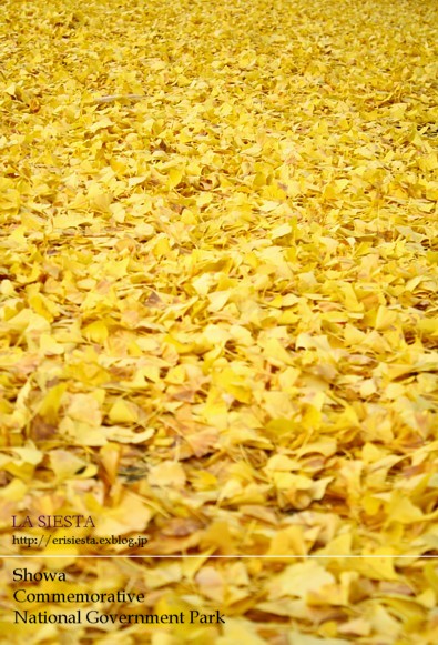 fallen leaves_e0182530_14421752.jpg