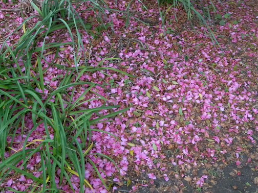 e0216346_11301015.jpg