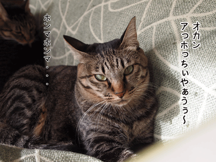 f0116546_180201.gif